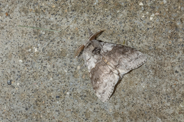 Calliteara pudibunda - hamvasszövő