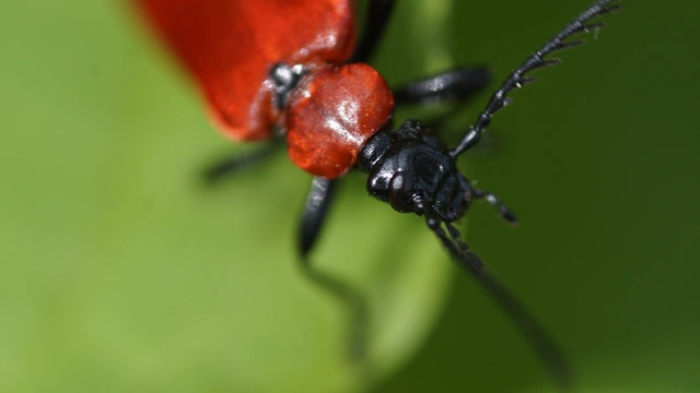 Pyrochroa coccinea - nagy bíborbogár