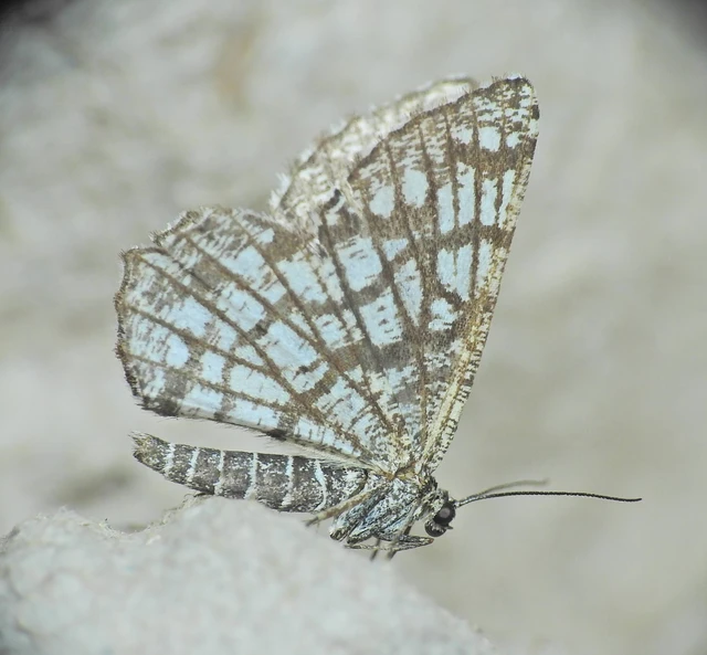 Chiasmia clathrata - rácsos rétiaraszoló