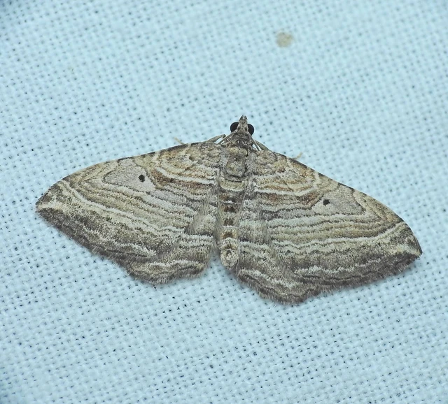 Costaconvexa polygrammata - soksávú araszoló