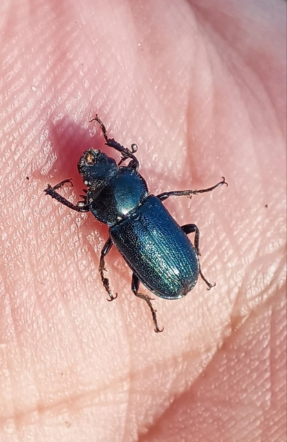 Platycerus caraboides - kis fémesszarvasbogár