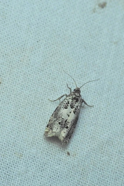 Tortricidae - sodrómolyfélék