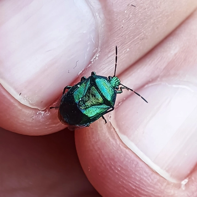 Zicrona caerulea - acélkék poloska Zicrona caerulea - acélkék poloska