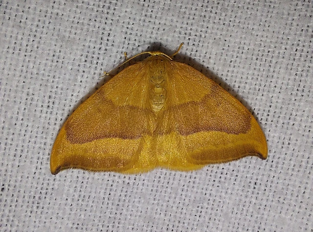 Watsonalla cultraria - bükkfa-sarlósszövő