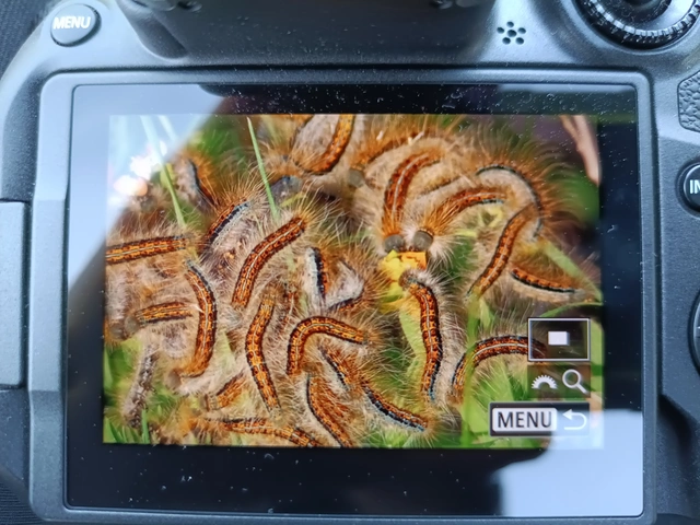 Malacosoma castrensis - kutyatejszövő