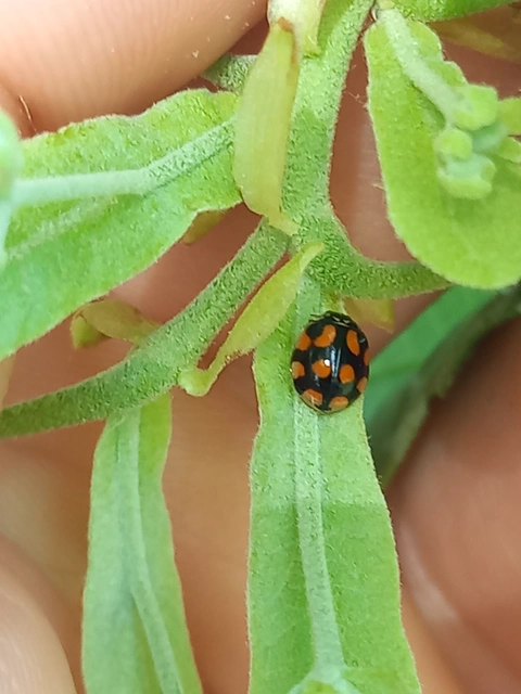 Adalia decempunctata - tízpettyes katica