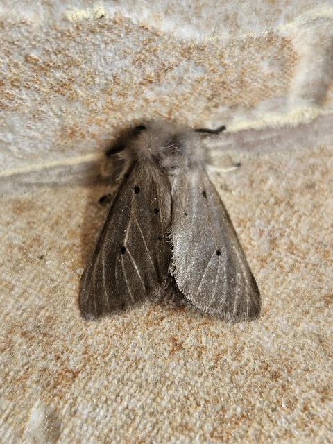 Diaphora mendica - felemás medvelepke