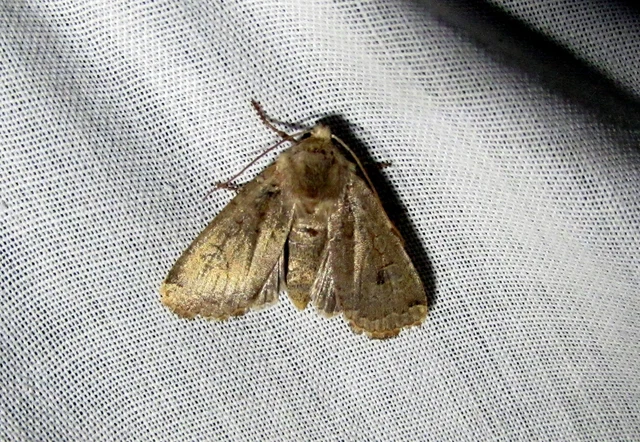 Conistra erythrocephala - vörösfejű őszibagoly