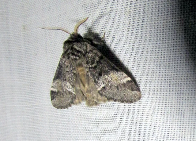 Drymonia dodonea - bélyeges púposszövő