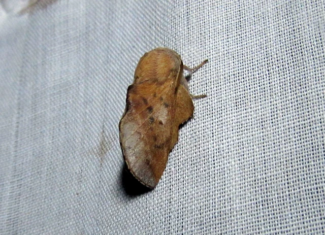 Phyllodesma tremulifolia - nyárlevélpohók