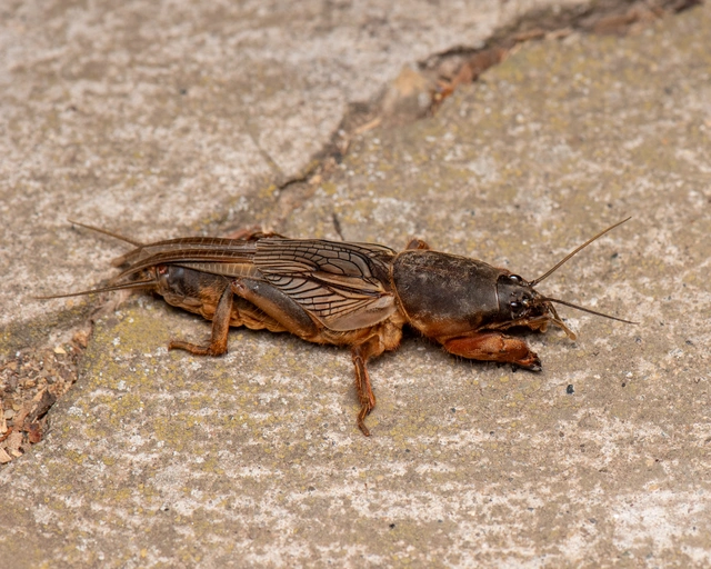 Gryllotalpa