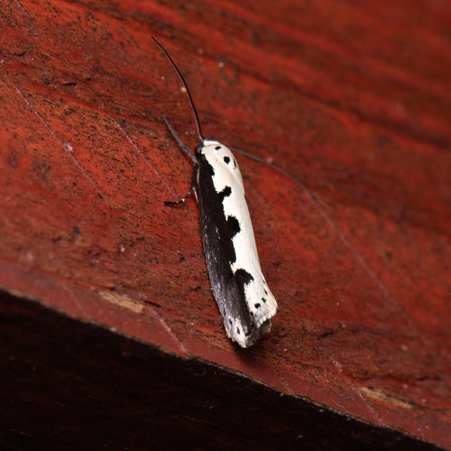 Ethmia bipunctella - kétpettyes feketemoly