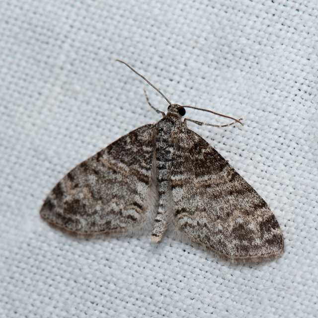 Lobophora halterata - szárnyfüggelékes araszoló