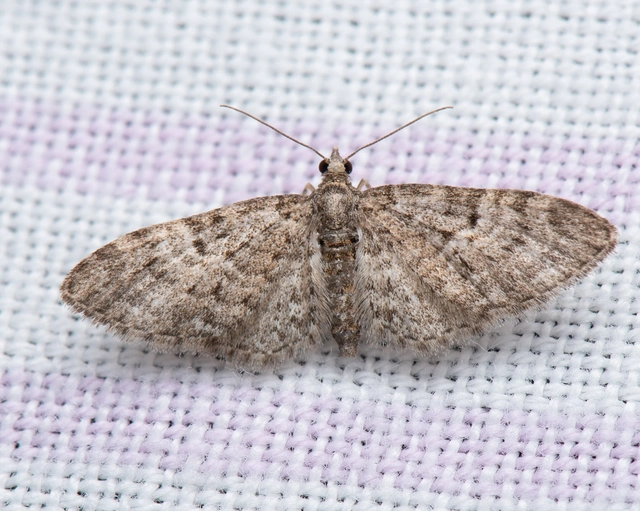 Eupithecia dodoneata - tölgy-törpearaszoló