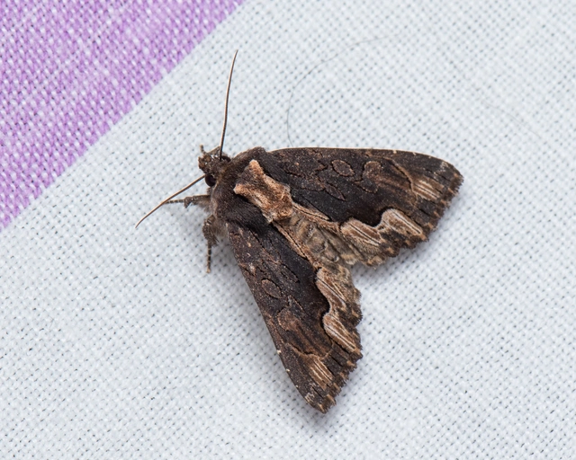 Dypterygia scabriuscula - szurokbarna nyáribagoly