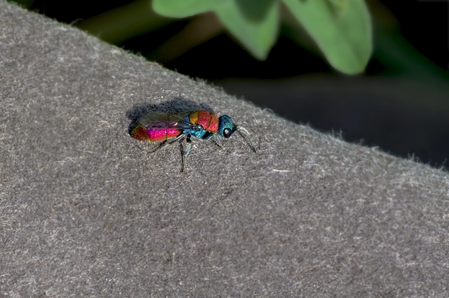 Chrysura