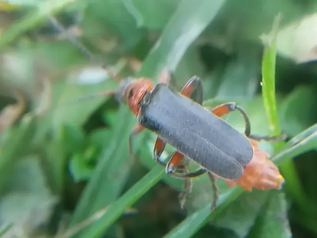 Cantharis rustica - suszterbogár