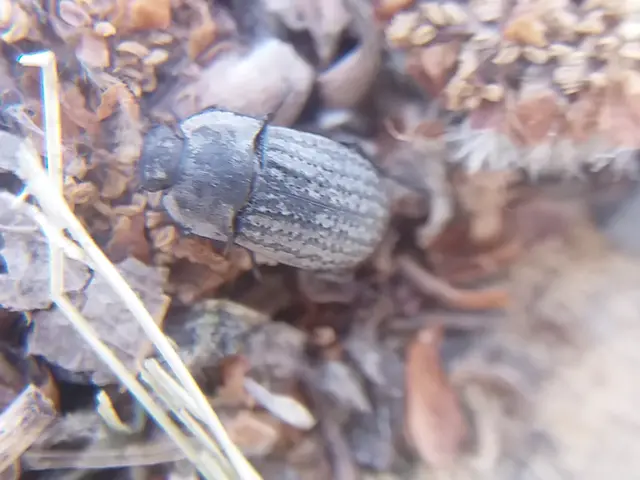Opatrum sabulosum - sároshátú gyászbogár