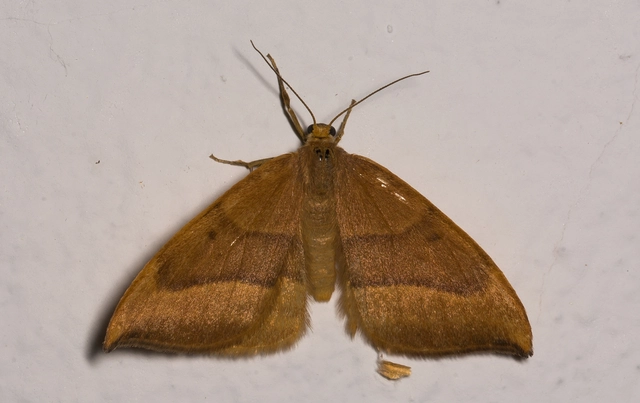 Watsonalla cultraria - bükkfa-sarlósszövő