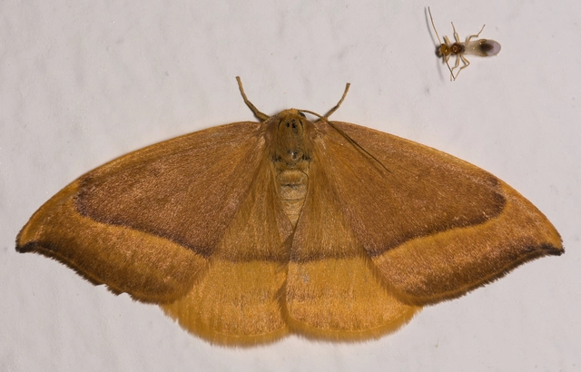 Watsonalla cultraria - bükkfa-sarlósszövő