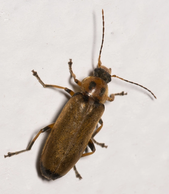 Osphya bipunctata - kétalakú komorka