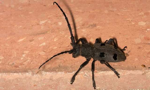 Morimus asper funereus - gyászcincér
