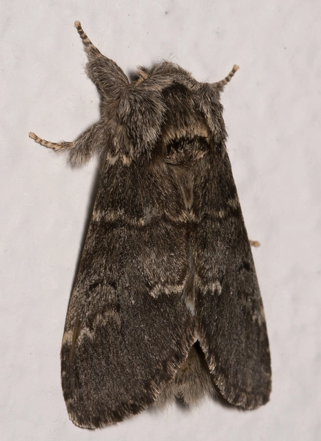 Drymonia ruficornis - cserfa-púposszövő