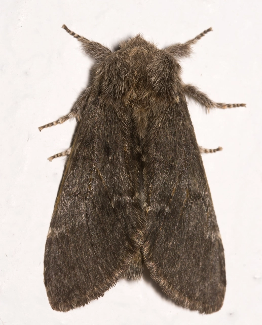 Drymonia ruficornis - cserfa-púposszövő