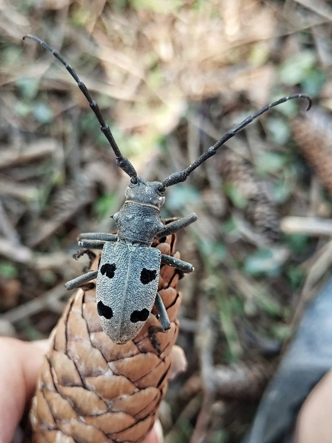 Morimus asper funereus - gyászcincér