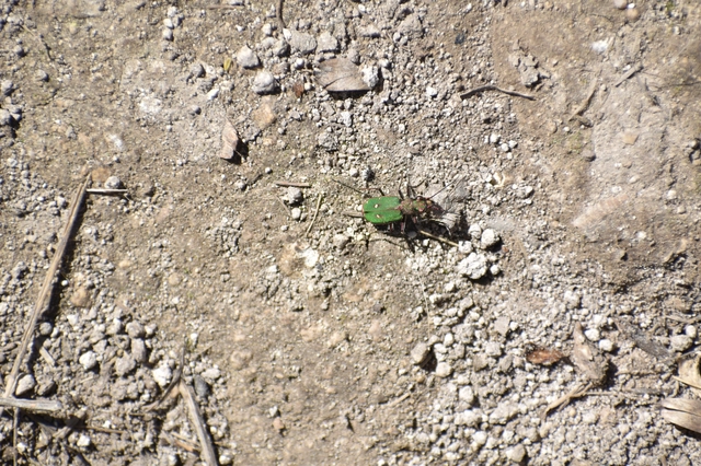 Cicindela campestris - mezei homokfutrinka