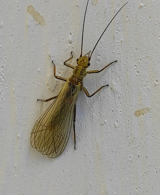 Plecoptera - Álkérészek