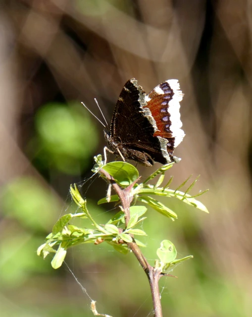Nymphalis antiopa - gyászlepke
