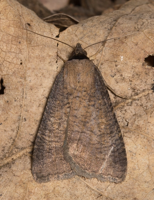 Lygephila procax - fekete csüdfűbagoly
