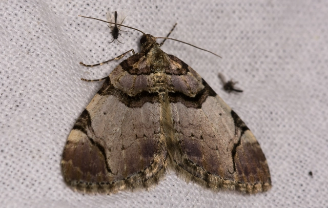 Anticlea derivata - vadrózsa-tarkaaraszoló