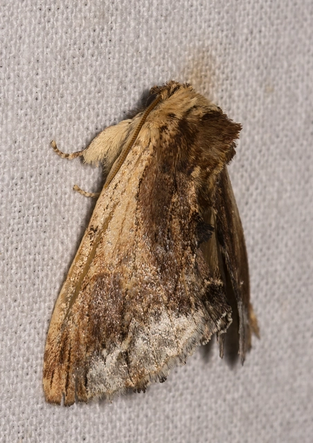 Ptilodon cucullina - csuklyás púposszövő