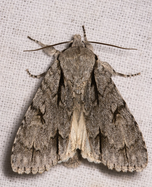 Acronicta cuspis/tridens/psi