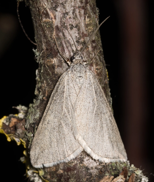 Lithostege griseata - szürke araszoló
