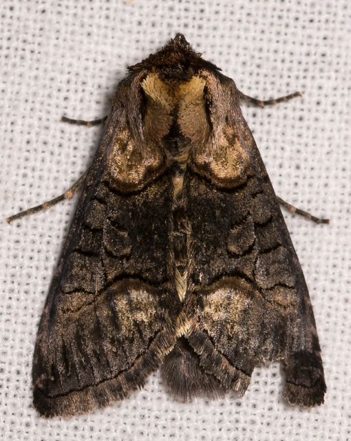 Abrostola asclepiadis - barnaövű csalánbagoly