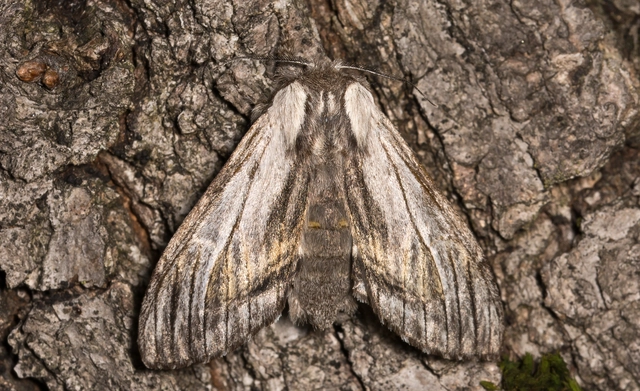Harpyia milhauseri - pergamen-púposszövő