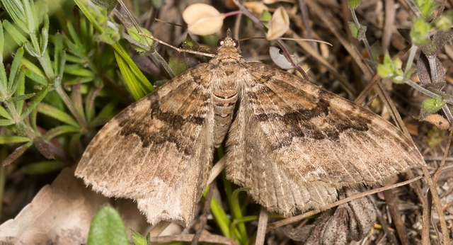 Hydria cervinalis - őzbarna araszoló
