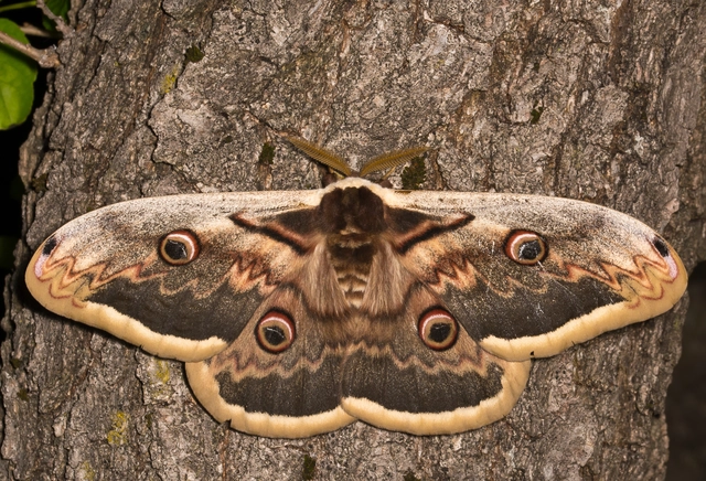 Saturnia pyri - nagy pávaszem