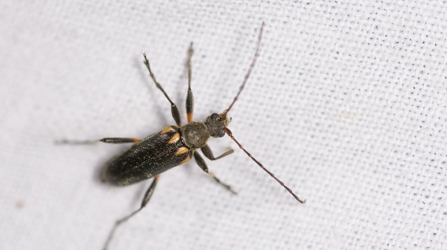 Cortodera humeralis - négyfoltos cserjecincér