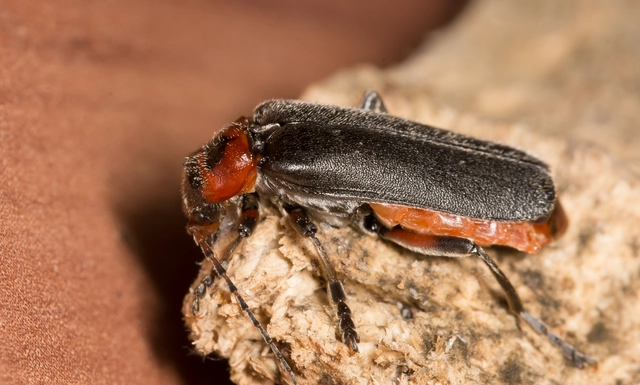 Cantharis rustica - suszterbogár