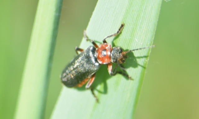 Cantharis rustica - suszterbogár