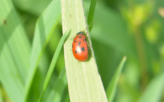 Gonioctena fornicata - közönséges lucernabogár