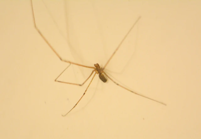 Pholcidae - álkaszáspókok