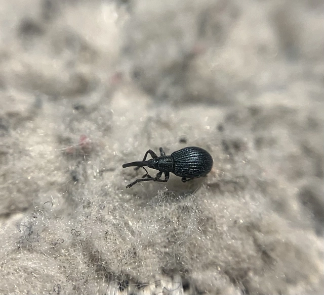 Mesotrichapion punctirostre - pontosorrú cickányormányos