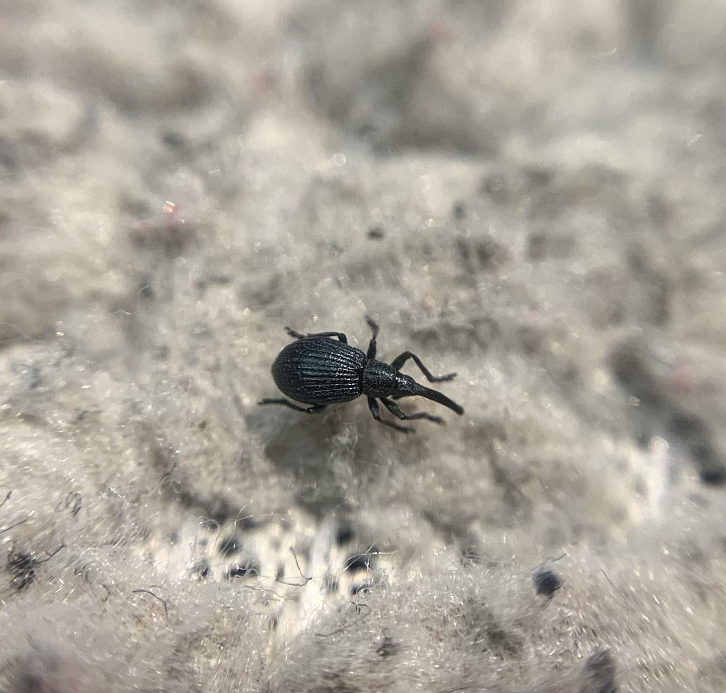 Mesotrichapion punctirostre - pontosorrú cickányormányos