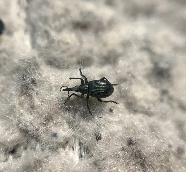 Mesotrichapion punctirostre - pontosorrú cickányormányos