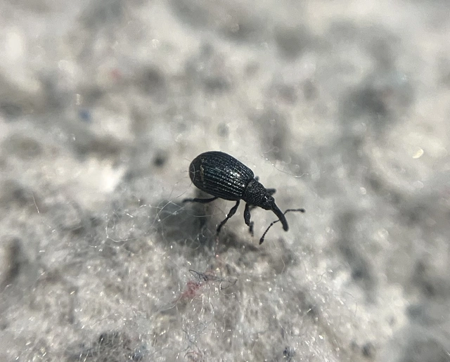 Ischnopterapion loti - szarvaskerep-cickányormányos